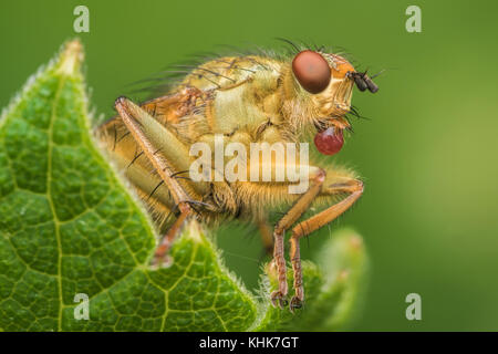 Sterco giallo Fly (Scathophaga stercoraria) soffiando una bolla rossa. Tipperary, Irlanda Foto Stock