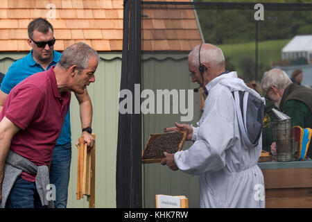 Uomo BBKA dando live demo di apicoltura colloqui & mostra il telaio di covata di api di persone - RHS Chatsworth Flower Show showground, Derbyshire, Inghilterra, Regno Unito. Foto Stock