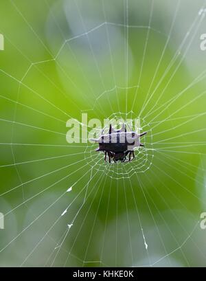 Spinosa orb weaver nella giungla del Borneo Foto Stock