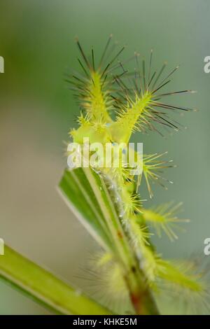 Sensazioni puntorie slug caterpillar dal Borneo Foto Stock