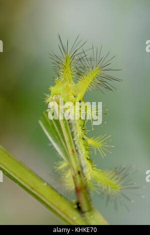 Sensazioni puntorie slug caterpillar dal Borneo Foto Stock