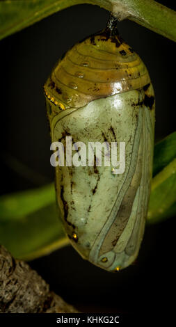 Pupa di farfalla monarca appeso da foglia Foto Stock