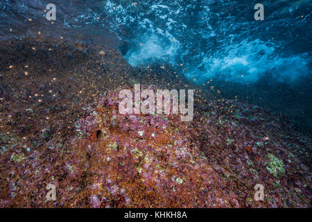 Nuvole di larve di granchio swirl vicino a riva, Gecarcoidea natalis, Isola Christmas, Australia Foto Stock