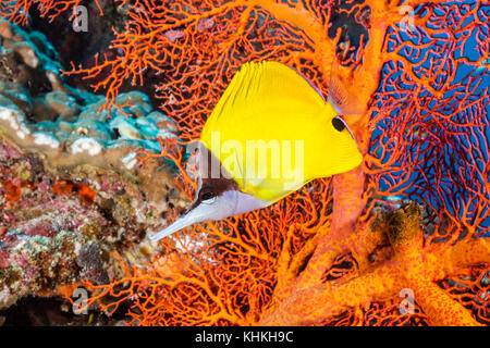 Giallo Butterflyfish forcipe, Forcipiger flavissimus, Isola Christmas, Australia Foto Stock