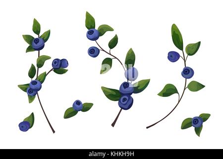 Vettore elemento naturale set: mirtillo branch, frutti di bosco merita foglie verdi, verde, oggetti d'arte in stile acquerello collezione. stile rustico chic dec Illustrazione Vettoriale