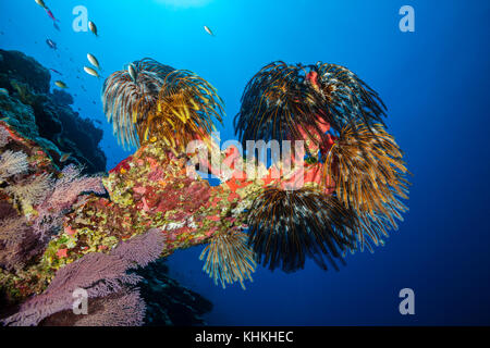 Feather Star in Coral Reef, Comantheria sp., Isola Christmas, Australia Foto Stock