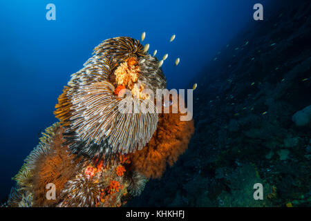 Feather Star in Coral Reef, Comantheria sp., Isola Christmas, Australia Foto Stock