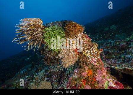 Feather Star in Coral Reef, Comantheria sp., Isola Christmas, Australia Foto Stock