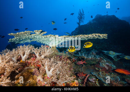 Coppia di Racoon Butterflyfish, Chaetodon lunula, Isola Christmas, Australia Foto Stock