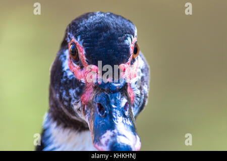 Anatra muta (Cairina moschata) vicino la testa verticale frontale. L'anatra muta è una grande anatra con prevalentemente in bianco e nero e distintivo di ri Foto Stock