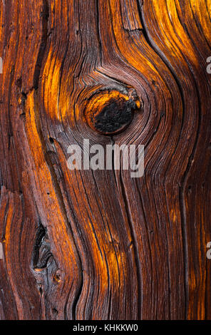 Bristlecone antica foresta di pini, Inyo National Forest, White Mountains, California, USA, America Foto Stock