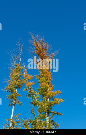 Due cime degli alberi e il blu del cielo nei colori dell'autunno. Bellissimo sfondo naturale con sagome di Tree Tops contro il cielo chiaro. Aspen corone in caduta. Foto Stock