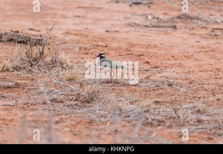 Black-Headed Pavoncella (Vanellus tectus) Foto Stock