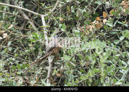 Punteggiate di uccello del Mouse (Colius striatus) Foto Stock