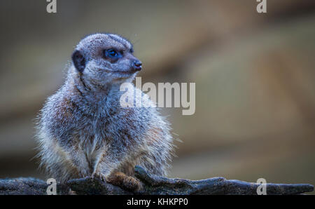 Merkat, diurna sricata herpestid suricatta Foto Stock