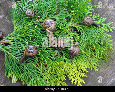 Qualche piccolo giardino di lumache sul verde thuja o foglie di cipresso close up macro. Foto Stock