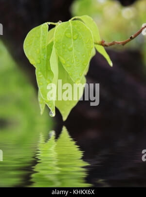 Foglie di bagnato con acqua goccia riflesso nella pozza Foto Stock