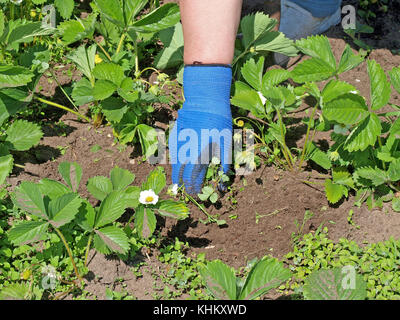 Giardiniere mano nel guanto blu weeding fragole close up. Foto Stock