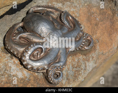 Sydney, Australia - 26 marzo 2017: primo piano della piccola immagine Illustrazioni di octopus tetricus su una roccia nei pressi di shelly spiaggia di Manly. Foto Stock