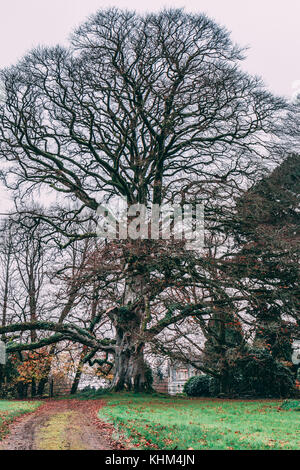 Blarney casa baronale scozzese mansion disegnato da John lanyon a Blarney Castle. Foto Stock