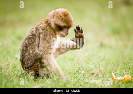 Un singolo barbary macaque a Trentham Monkey Forest Foto Stock