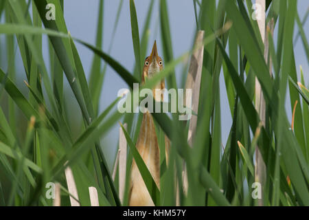 Almeno il tarabuso (Ixobrychus exilis) Il peering attraverso cattails (Typha sp.) in un Orientale Ontario marsh. Foto Stock