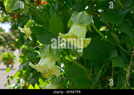 Chiudere uo dei climbering cobaea scandens "alba" in una country house garden Foto Stock