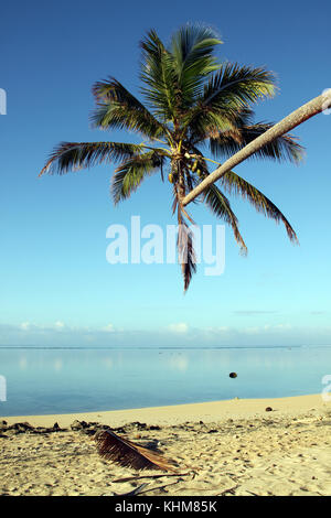 Palm Tree e la sabbia sulla spiaggia nelle isole Figi Foto Stock