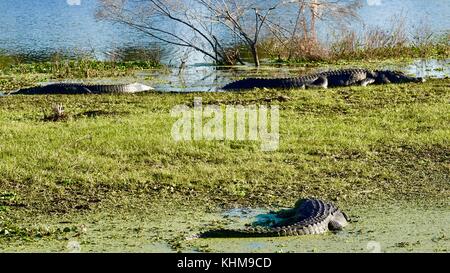 Tre alligatori crogiolarsi nel tardo pomeriggio sole autunnale lungo il bordo di acqua blu. Alachua County, Florida, Stati Uniti d'America Foto Stock