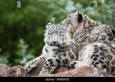I leopardi delle nevi Foto Stock