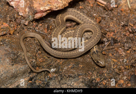 Girovagando gartersnake (thamnophis elegans vagrans) da Jefferson county, Colorado, Stati Uniti d'America. Foto Stock