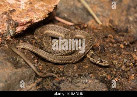 Girovagando Gartersnake (Thamnophis elegans vagrans) da Jefferson county, Colorado, Stati Uniti d'America. Foto Stock