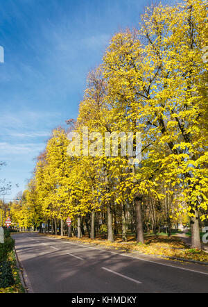 Colori autunnali nel nord Italia Foto Stock