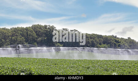 Sistema irragation abbeveraggio un campo di piante di soia Foto Stock