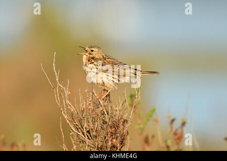 Un prato Pipit (Anthus pratensis) cantare mentre arroccata su un prato costiere, Norfolk, Inghilterra, Regno Unito. Foto Stock