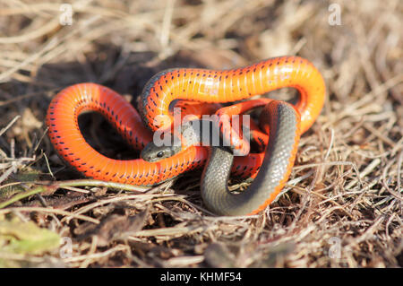 Anello di Monterey-serpente a collo alto in una posizione difensiva. Foto Stock