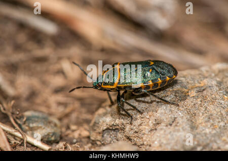 Vista ravvicinata di un bug di protezione (Eurydema rotundicollis) sulla sommità di una roccia Foto Stock