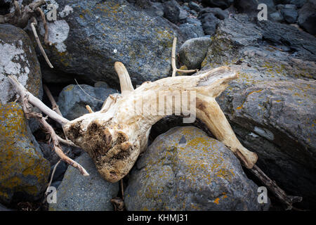 Attrazioni lungo la spiaggia in una baia appartata, Isola del Sud, Nuova Zelanda: driftwood. Foto Stock