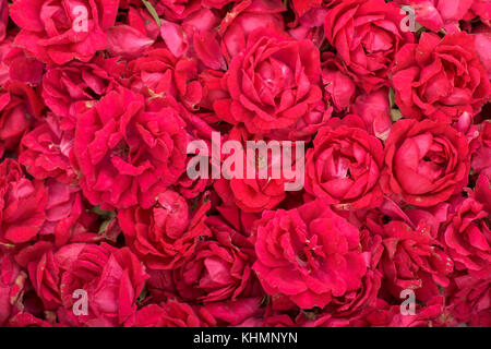 Sacco di rose rosse - close up Foto Stock
