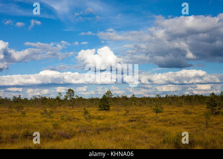 Vasto bellissimo campo di erba su una palude in nigula riserva naturale, Estonia Foto Stock