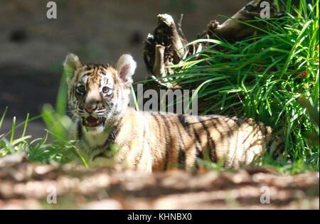 Un recentemente liberato baby tiger gioca con animali impagliati al san diego zoo safari park. Il cucciolo era ONU-contrabbando con successo in tutta l'Otay Mesa confine tra il Messico e gli Stati Uniti. Noi agenti doganali ha lavorato con il Safari Park per trovare una casa per la rapida crescita del cub. dotato di: tiger cub dove: San Diego, California, Stati Uniti quando: 15 ott 2017 credit: Tony forte/wenn Foto Stock