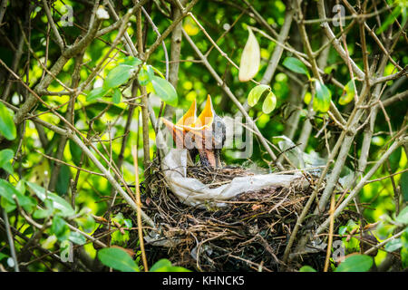 Merli di neonato in un birdnest chiamando sul cibo in estate nel verde in un giardino Foto Stock