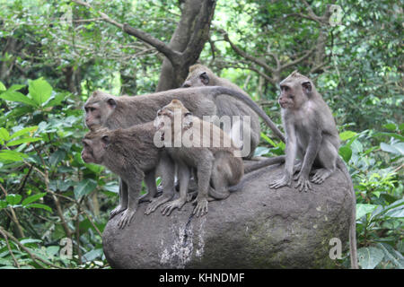 Le scimmie sulla pietra nella foresta di Bali, Indonesia Foto Stock