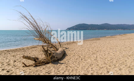 Ramo di albero sulla spiaggia, marina di carrara, Toscana, Italia Foto Stock