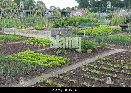 Riparto giardino in primavera con patate e cipolle Foto Stock