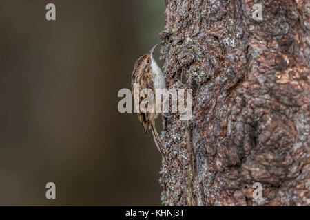 Rampichino alpestre appollaiato su un tronco di albero in cerca di cibo Foto Stock