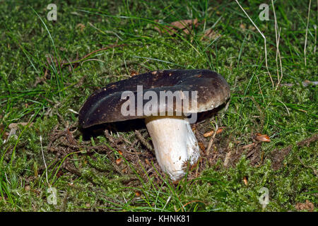 Russula nigricans, comunemente noto come l'annerimento brittlegill o annerimento russula, è comune in entrambi i boschi di latifoglie e boschi di conifere. Foto Stock