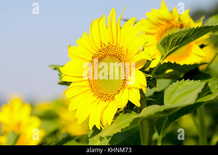 Campo di girasoli . close up dei semi di girasole contro un campo Foto Stock