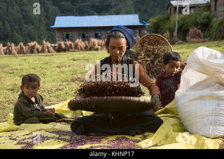 Scala piccola agricoltura nella parte superiore della valle tsum, distretto di gorkha, Nepal Foto Stock