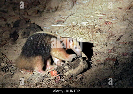 Anteater a collare, aka southern tamandua, minor anteater. Rio Claro, Pantanal, brasile Foto Stock